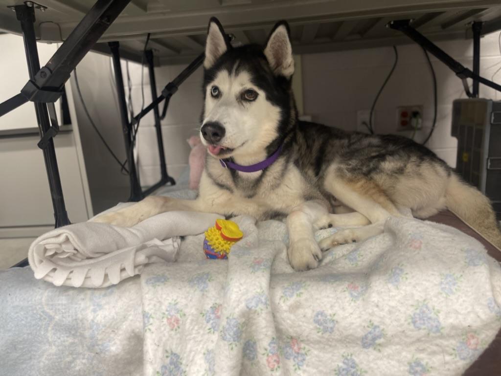 Enlarge Kimo, an adoptable Siberian Husky in Mississauga, ON image 2/3