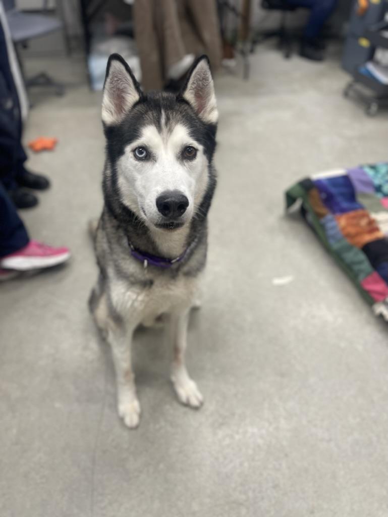 Kimo, adoptable, Adult Male Siberian Husky.