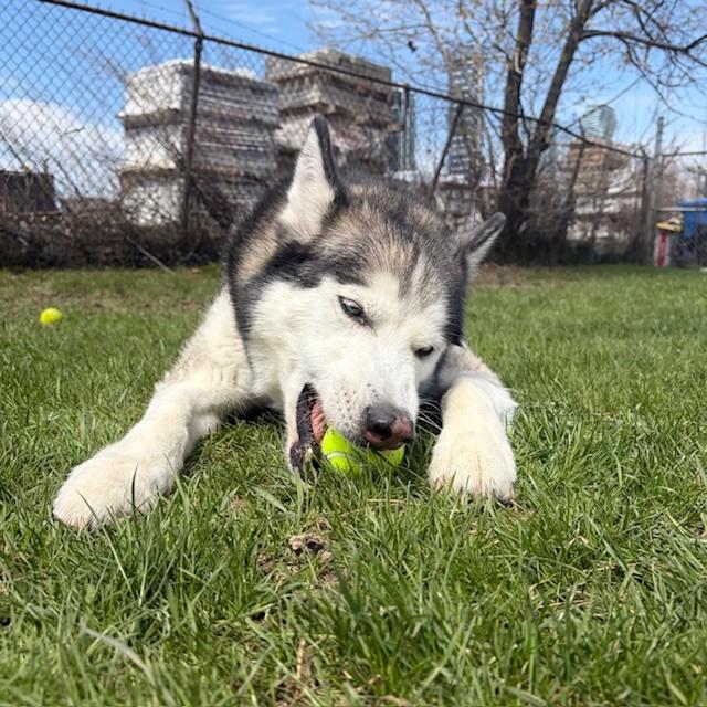 Enlarge Kimo, an adoptable Siberian Husky in Mississauga, ON image 3/6