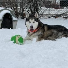 Enlarge Kimo, an adoptable Siberian Husky in Mississauga, ON image 5/6