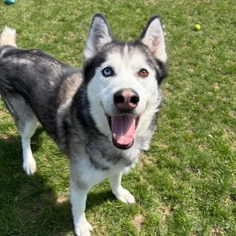 Kimo, adoptable, Adult Male Siberian Husky.