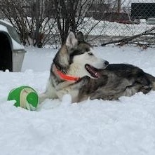Enlarge Kimo, an adoptable Siberian Husky in Mississauga, ON image 6/6