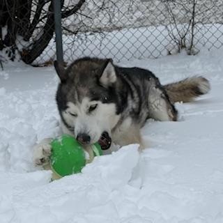 Enlarge Kimo, an adoptable Siberian Husky in Mississauga, ON image 4/6
