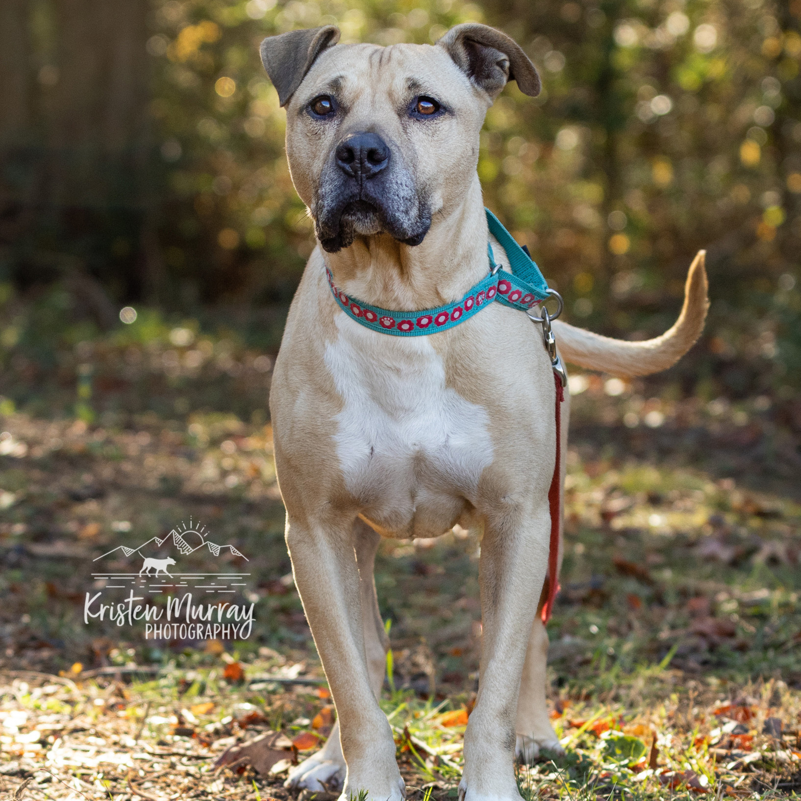 Boy George - star potential, Adoptable, Adult Male Labrador Retriever.