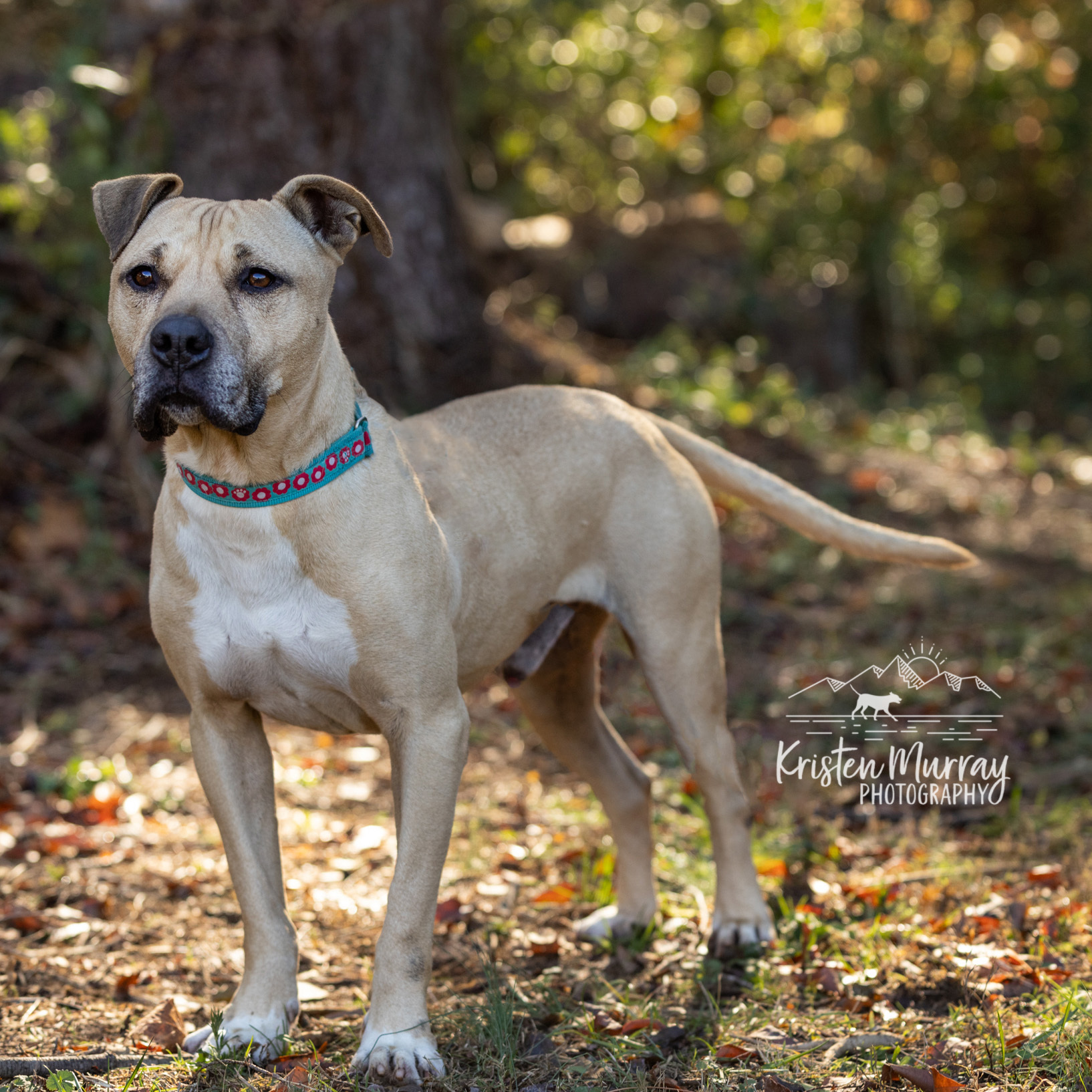 Boy George - star potential, a Adoptable mixed breed in Midlothian, VA image 2/10
