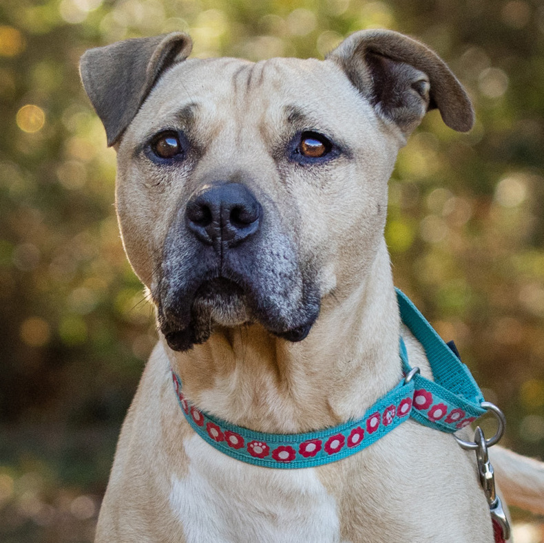 Boy George - star potential, a Adoptable mixed breed in Midlothian, VA image 3/10