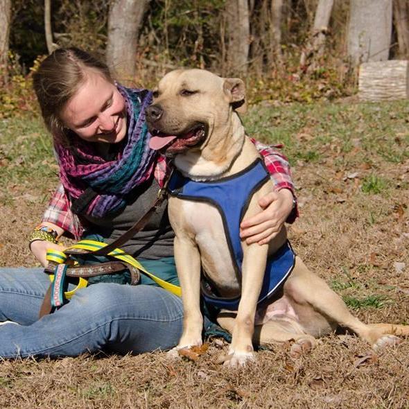 Boy George - star potential, Adoptable, Adult Male Labrador Retriever.