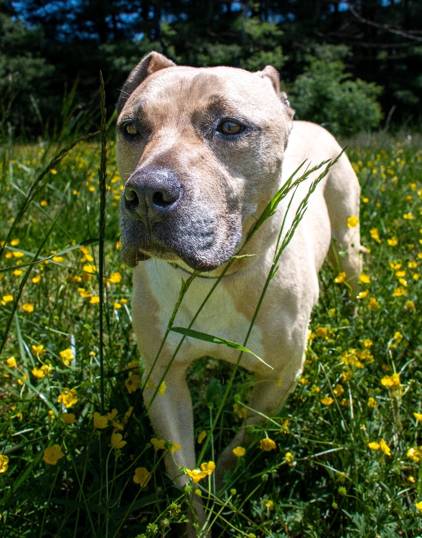 Boy George - star potential, a Adoptable mixed breed in Midlothian, VA image 5/10