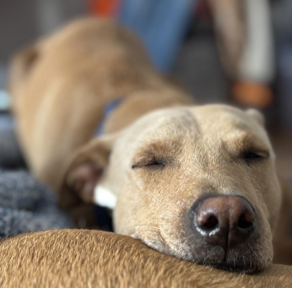 Mariano, a Adoptable mixed breed in St. Petersburg, FL image 1/6
