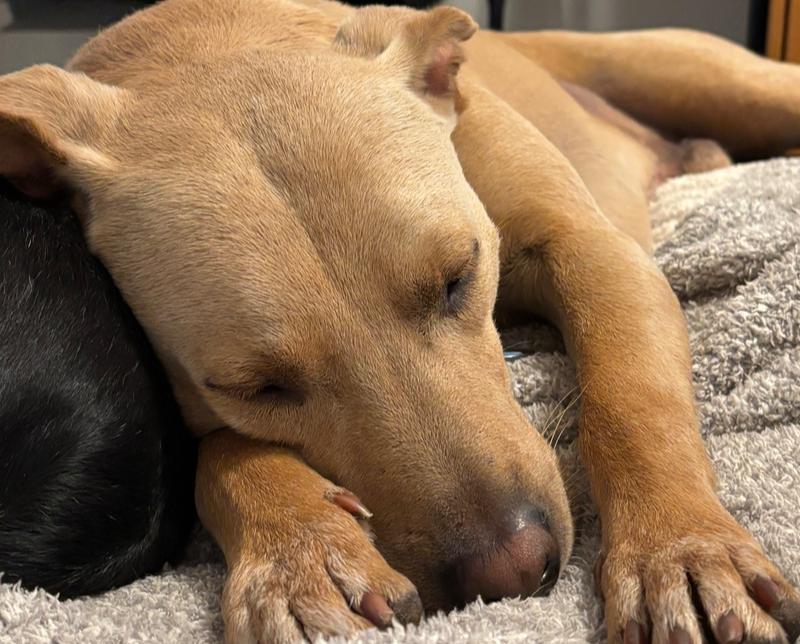 Mariano, Adoptable, Young Male Labrador Retriever.