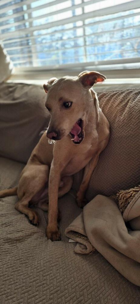 Mariano, Adoptable, Young Male Labrador Retriever.