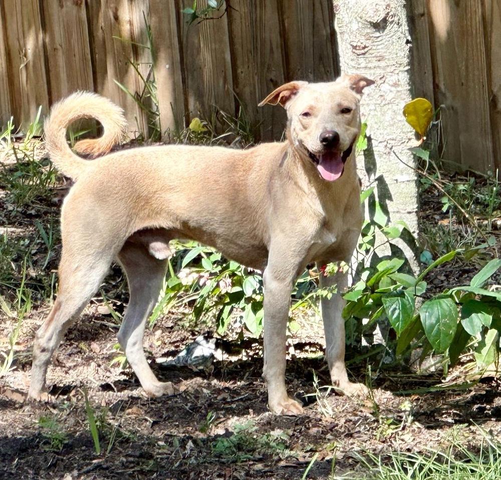 Enlarge Mariano, a Adoptable mixed breed in St. Petersburg, FL image 2/6