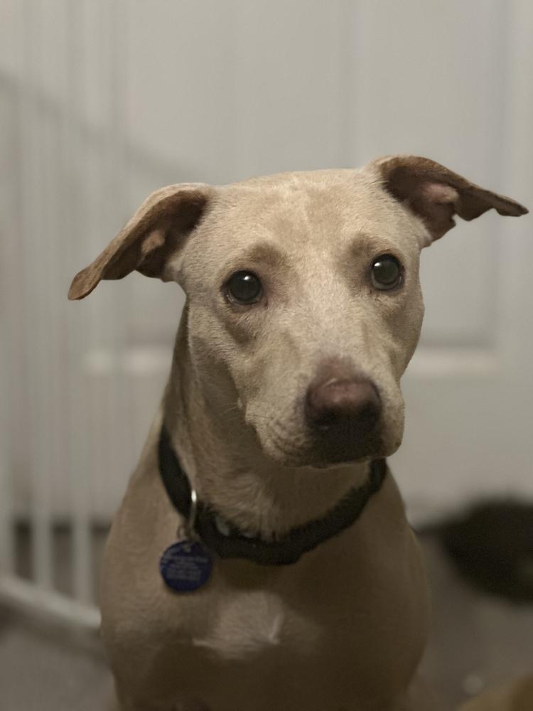 Enlarge Mariano, a Adoptable mixed breed in St. Petersburg, FL image 3/6