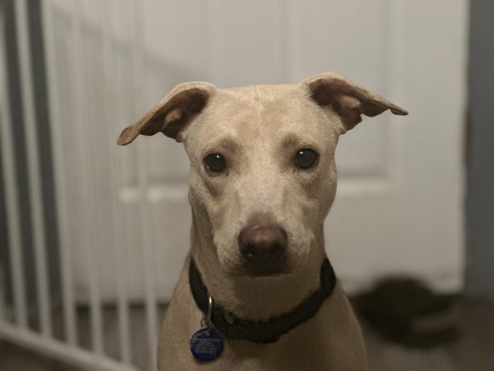 Enlarge Mariano, a Adoptable mixed breed in St. Petersburg, FL image 4/6