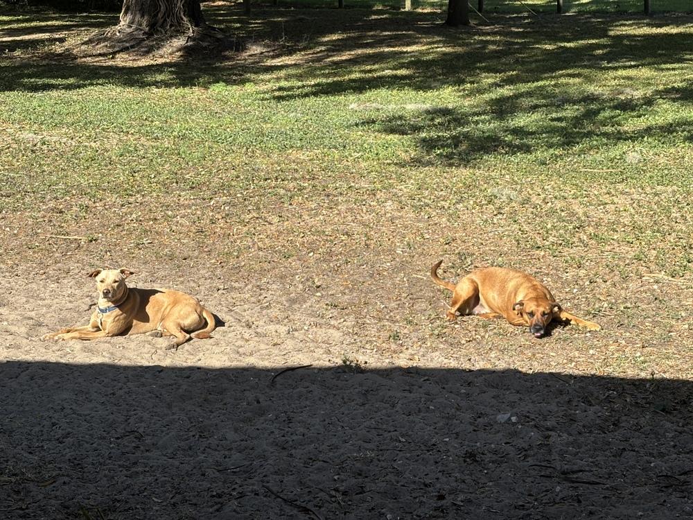 Enlarge Mariano, a Adoptable mixed breed in St. Petersburg, FL image 4/6