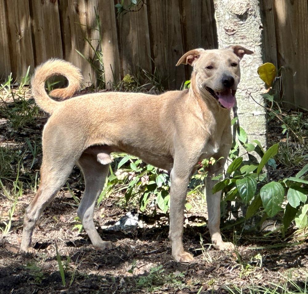 Enlarge Mariano, a Adoptable mixed breed in St. Petersburg, FL image 5/6