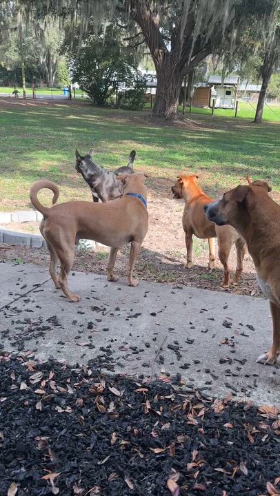 Enlarge Mariano, a Adoptable mixed breed in St. Petersburg, FL video 6/6