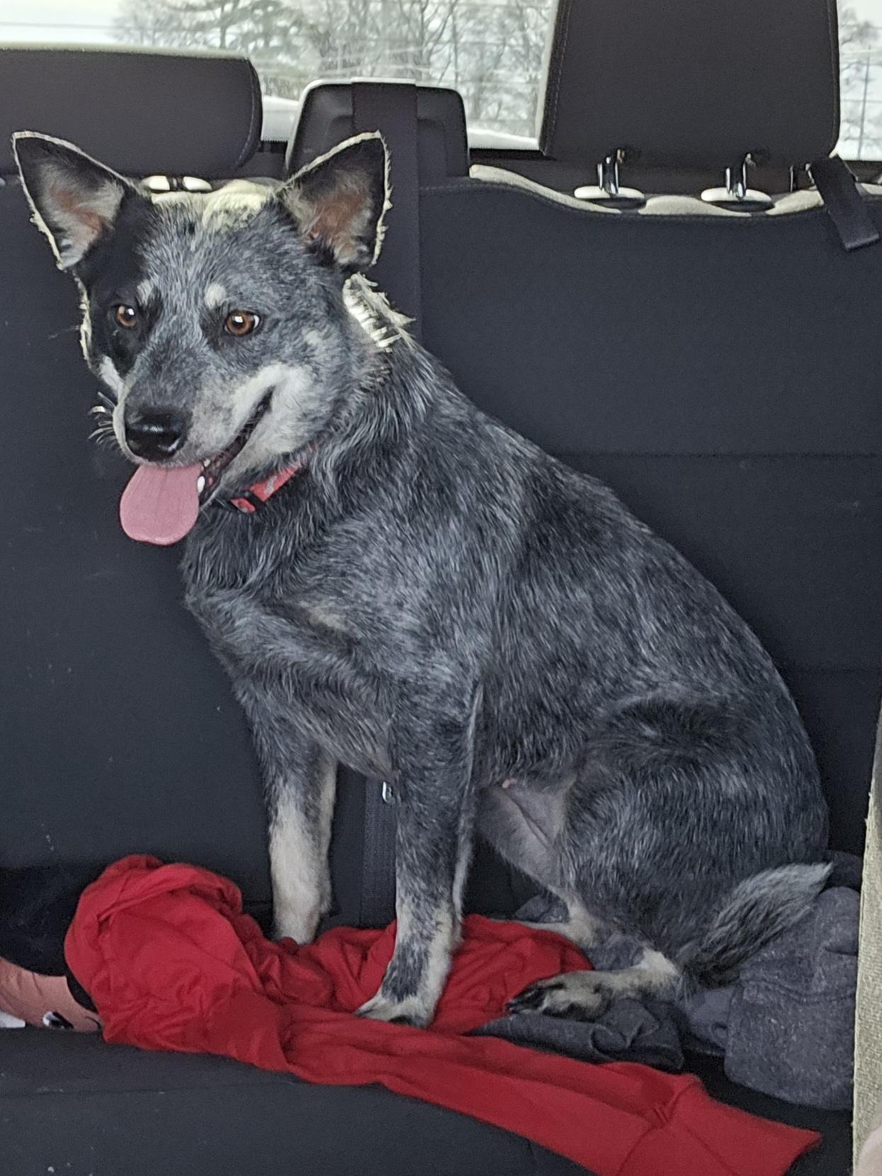 Enlarge Mabel, a ADOPTABLE Australian Cattle Dog / Blue Heeler in Fort Wayne, IN image 1/1