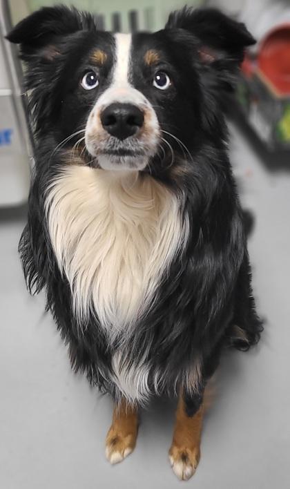 Enlarge Jettson 51592, an adopted Mixed Breed in Oklahoma City, OK image 1/2