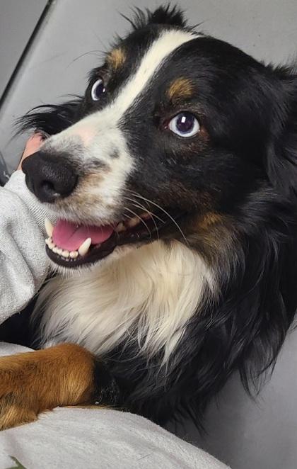 Enlarge Jettson 51592, an adopted Mixed Breed in Oklahoma City, OK image 2/2