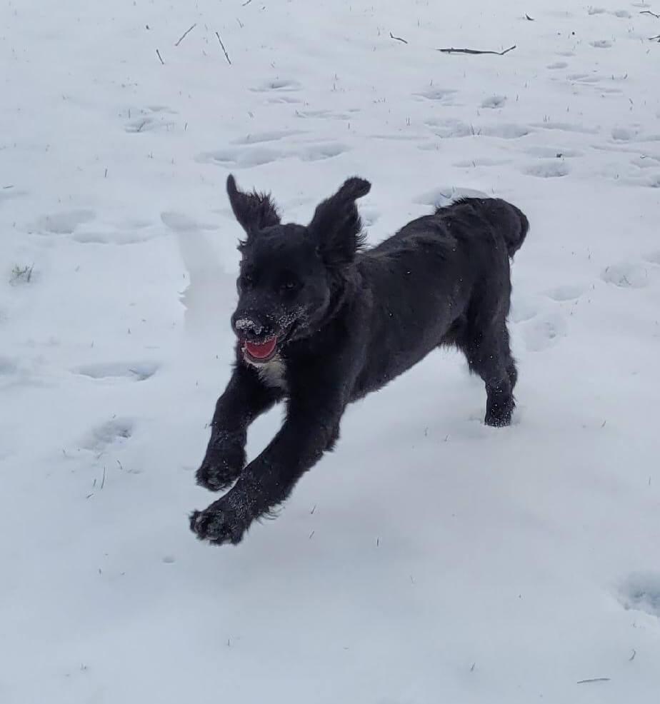 Enlarge Jingles, a ADOPTABLE mixed breed in Waterville, OH image 1/2