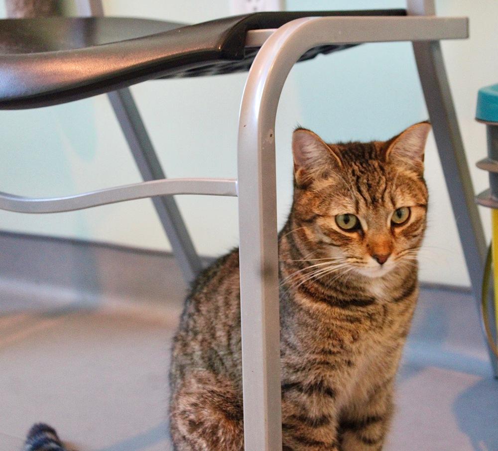 Enlarge Emilio Estevez, a Adoptable mixed breed in Norristown, PA image 1/4