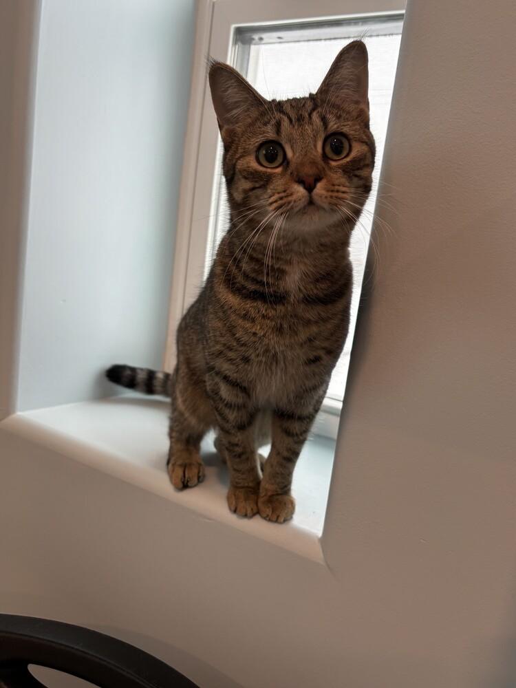 Emilio Estevez, Adoptable, Kitten Male Domestic Short Hair.