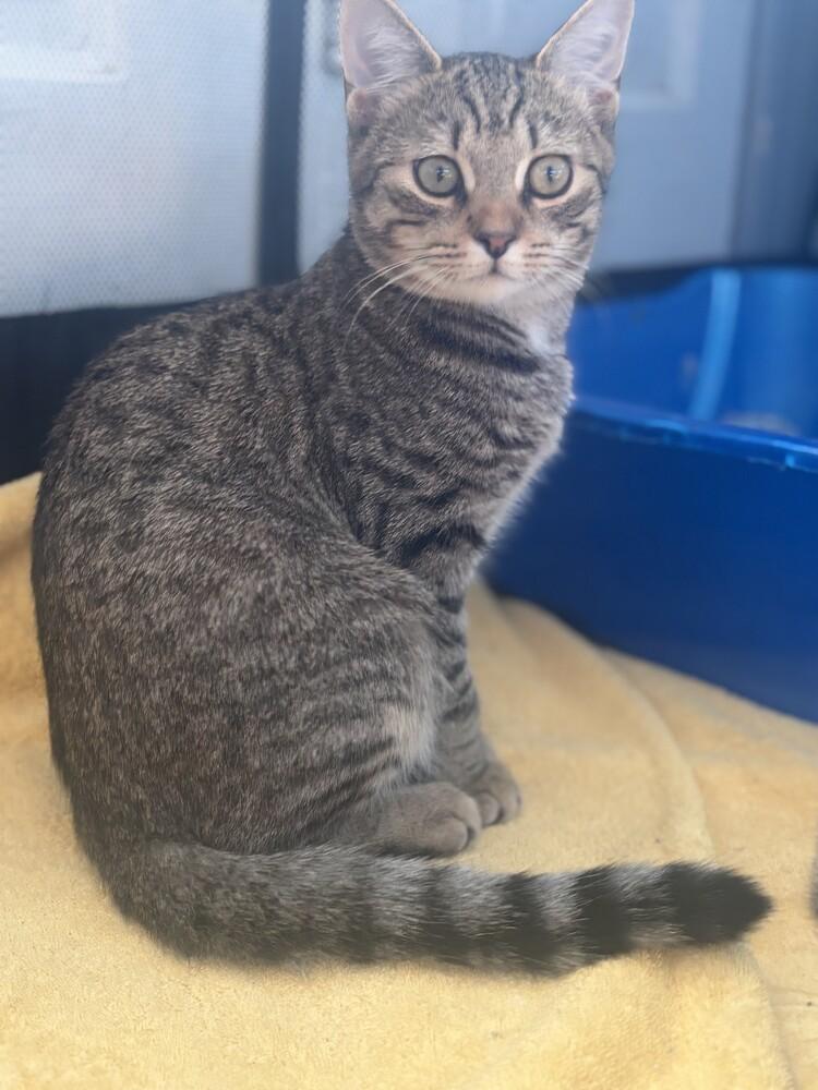 Enlarge Emilio Estevez, a Adoptable mixed breed in Norristown, PA image 2/2