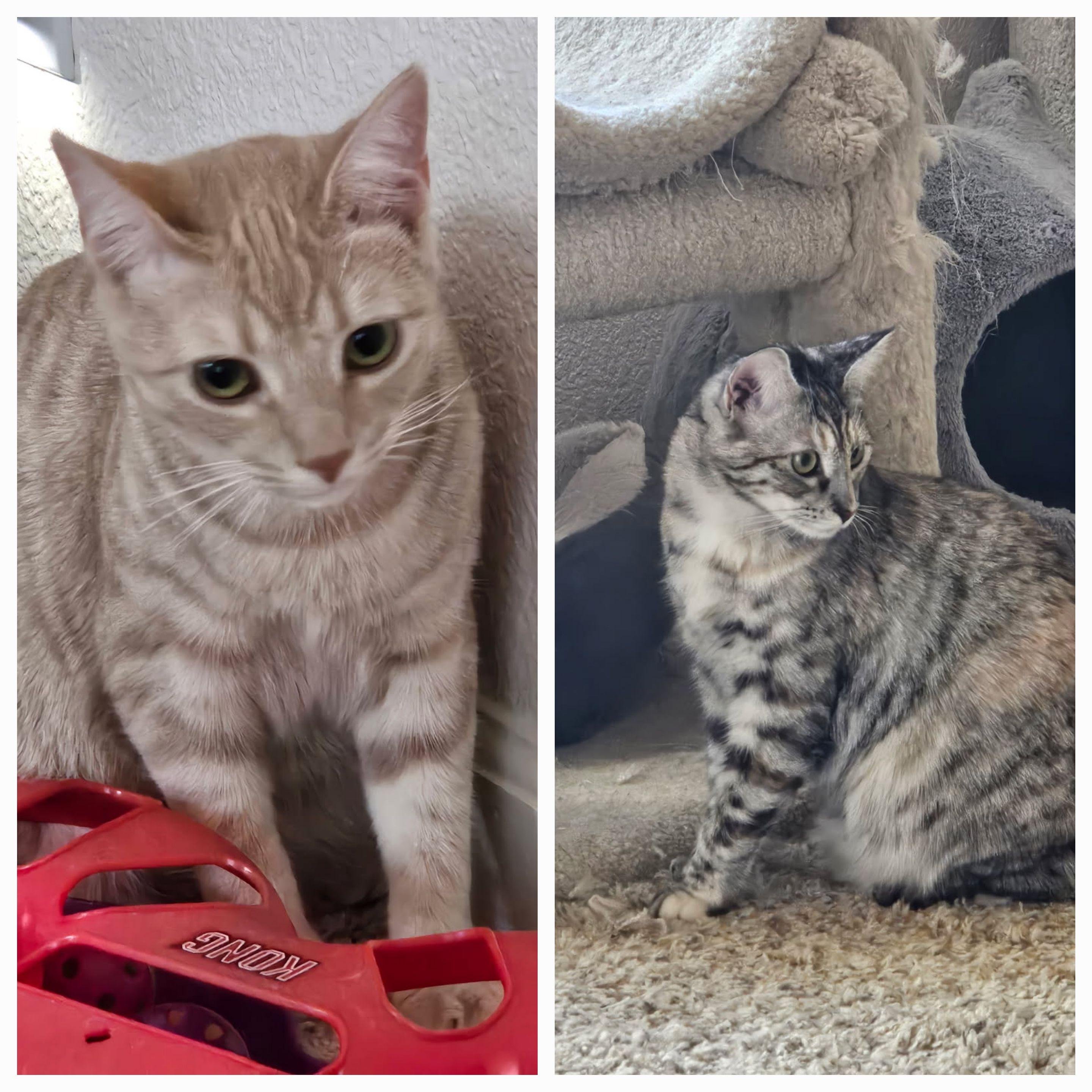 Darla & Galinda, ADOPTABLE, Young Female Domestic Short Hair & Tabby.