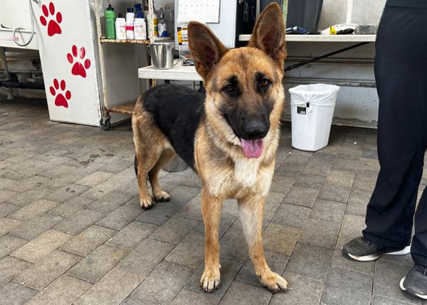 Enlarge Saturn, a Adoptable mixed breed in San Gabriel, CA image 1/6