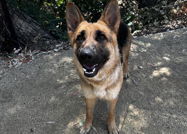 Saturn, Adoptable, Adult Female German Shepherd Dog.