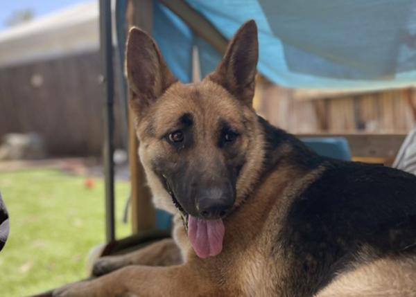 Enlarge Saturn, a Adoptable mixed breed in San Gabriel, CA image 4/6