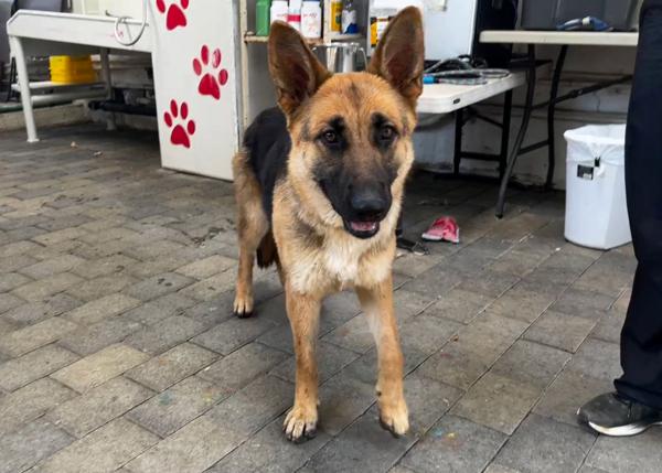 Enlarge Saturn, a Adoptable mixed breed in San Gabriel, CA image 4/6