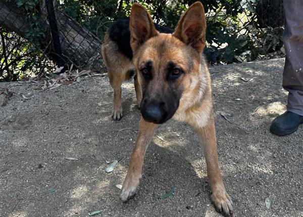 Enlarge Saturn, a Adoptable mixed breed in San Gabriel, CA image 5/6