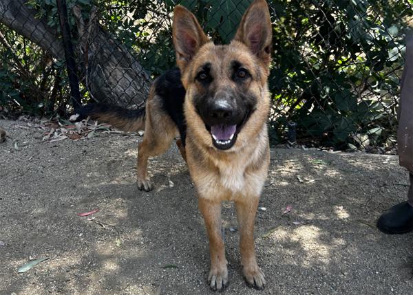 Enlarge Saturn, a Adoptable mixed breed in San Gabriel, CA image 6/6