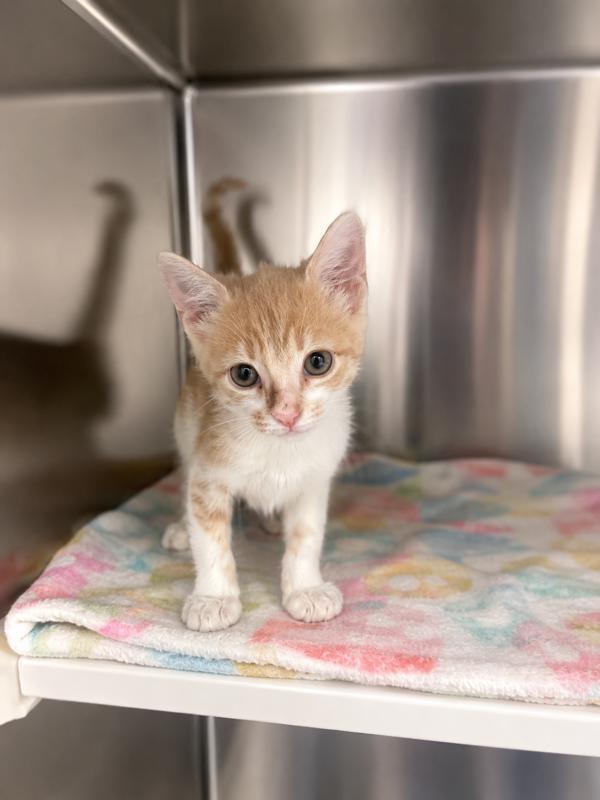 Archie, a Adoptable mixed breed in Lafayette, LA image 3/3