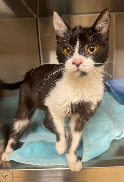 Nellie, ADOPTABLE, Adult Female Domestic Short Hair.