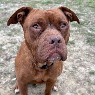 Enlarge Leo, a Adoptable Pit Bull Terrier image 1/1