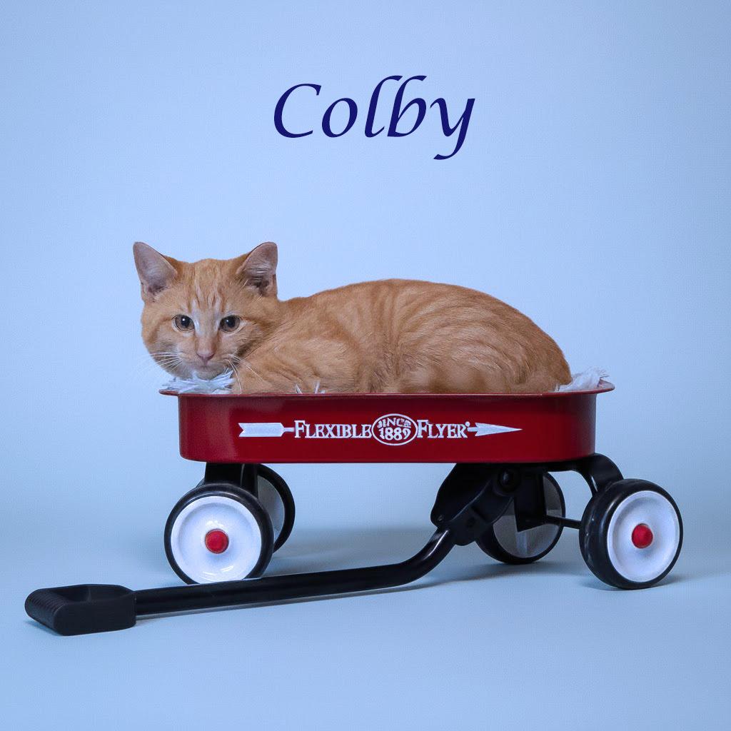 Enlarge Colby C25-341, a Adoptable Domestic Short Hair in Lebanon, TN image 1/4