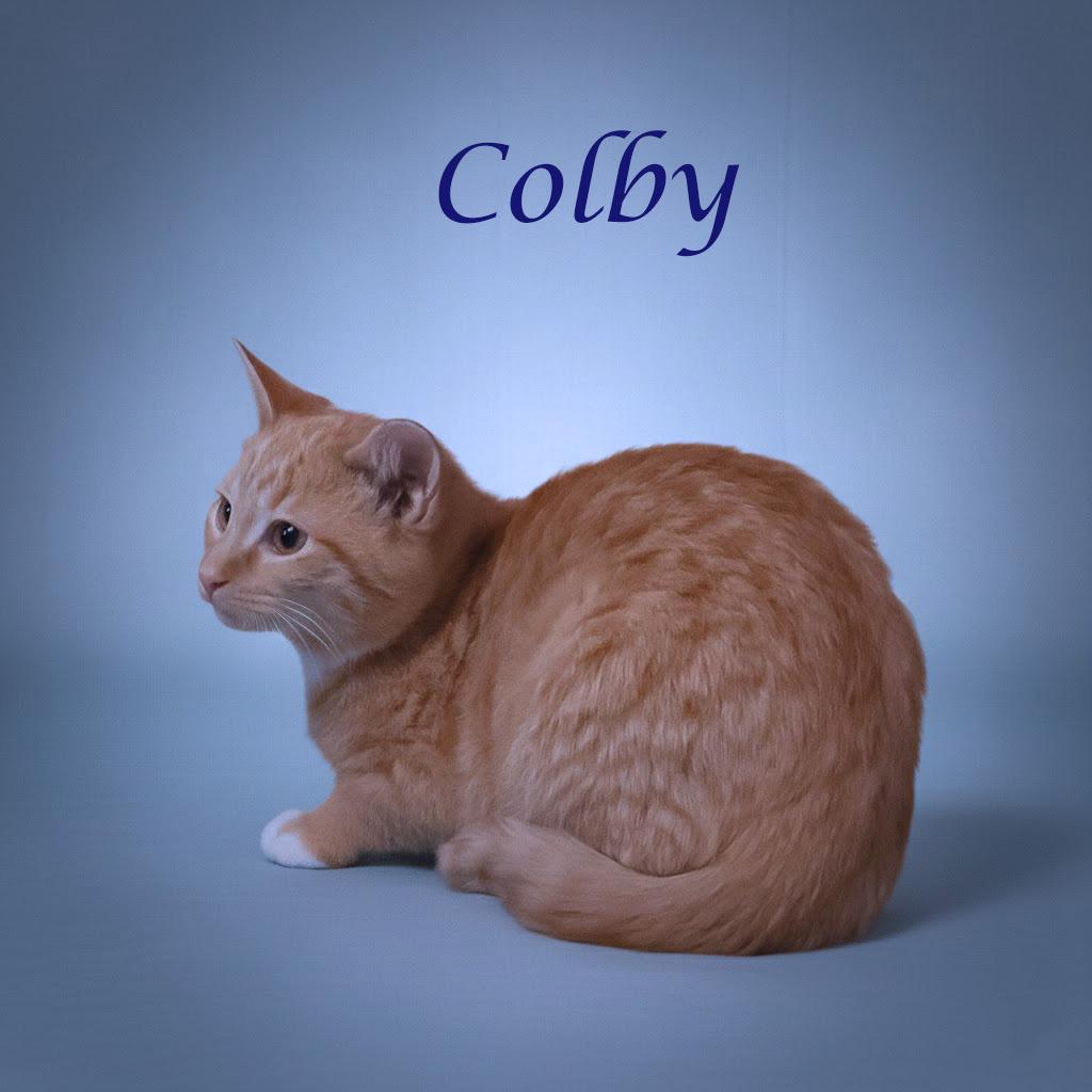 Enlarge Colby C25-341, a Adoptable Domestic Short Hair in Lebanon, TN image 2/4
