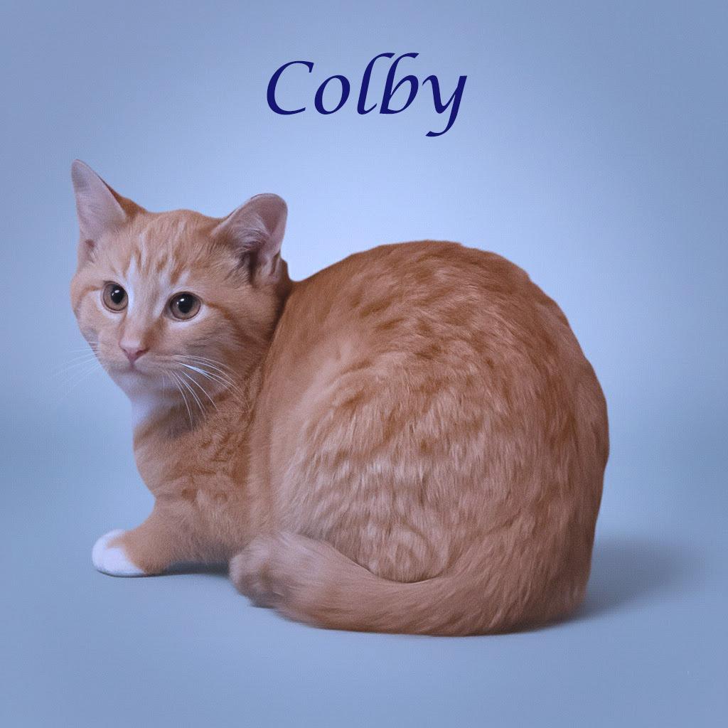 Enlarge Colby C25-341, a Adoptable Domestic Short Hair in Lebanon, TN image 3/4