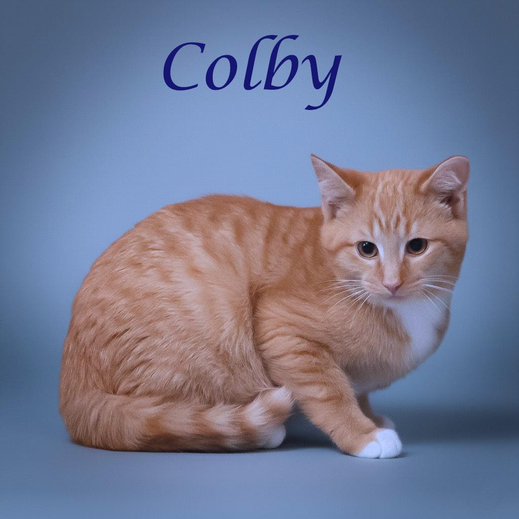 Enlarge Colby C25-341, a Adoptable Domestic Short Hair in Lebanon, TN image 4/4