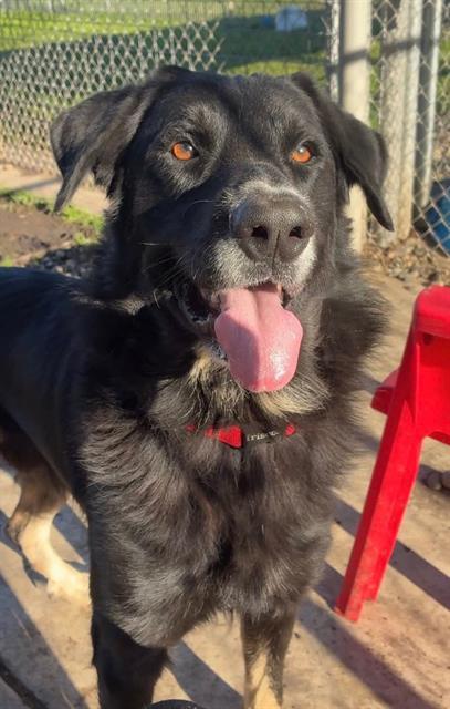 Enlarge BROOKS, a Adoptable mixed breed in Sacramento, CA image 1/1