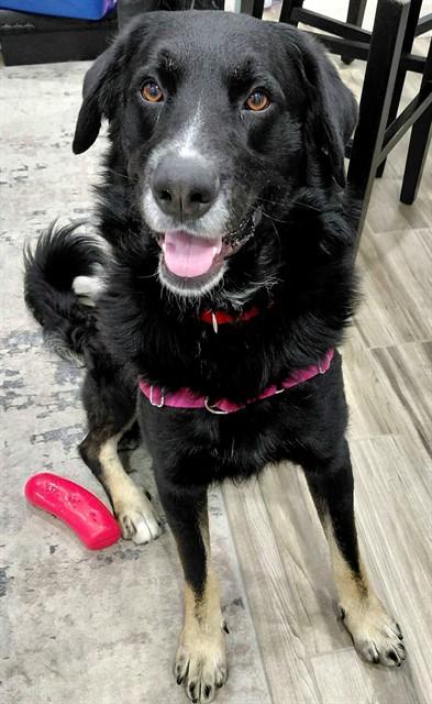 BROOKS, Adoptable, Adult Male German Shepherd Dog & Mixed Breed.