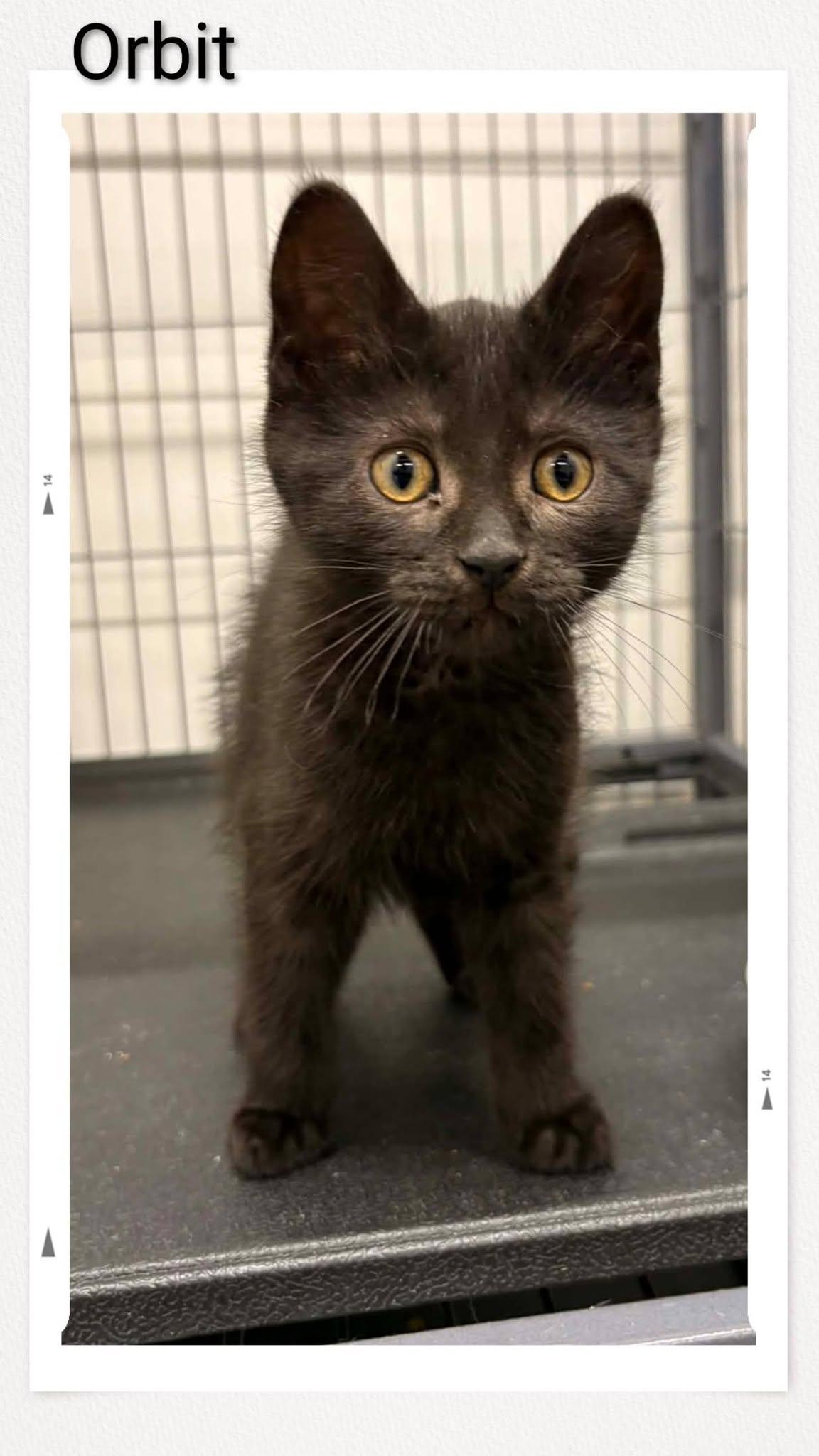 Enlarge Orbit, a Adoptable Domestic Short Hair in Caistor Centre, ON image 1/1