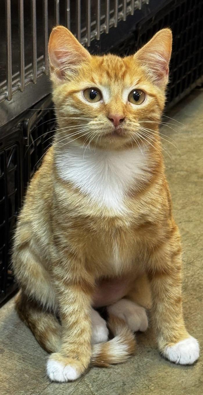 Enlarge Peaches, a Adoptable Tabby in Woodinville, WA image 5/6
