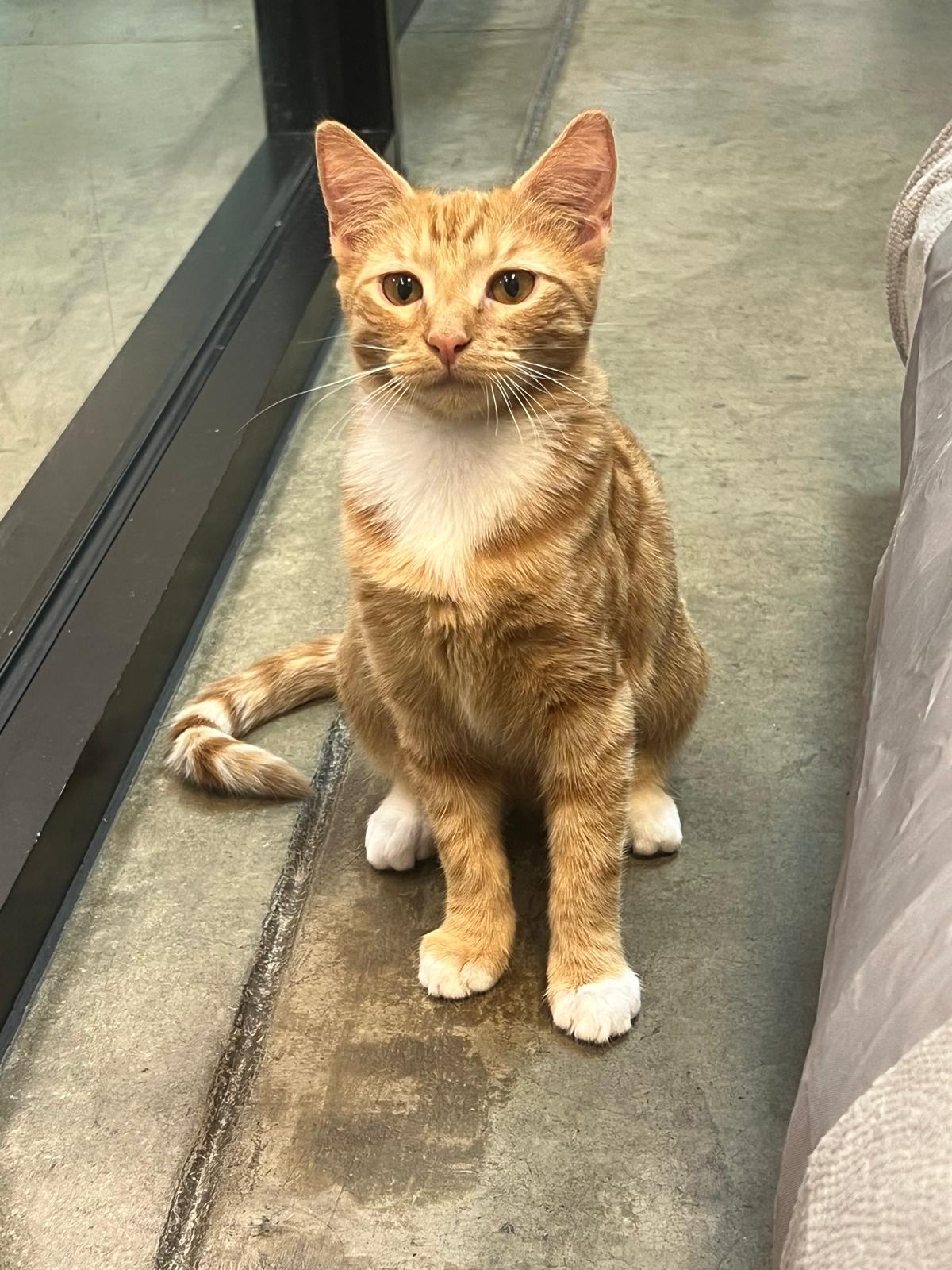 Peaches, Adoptable, Kitten Female Tabby.