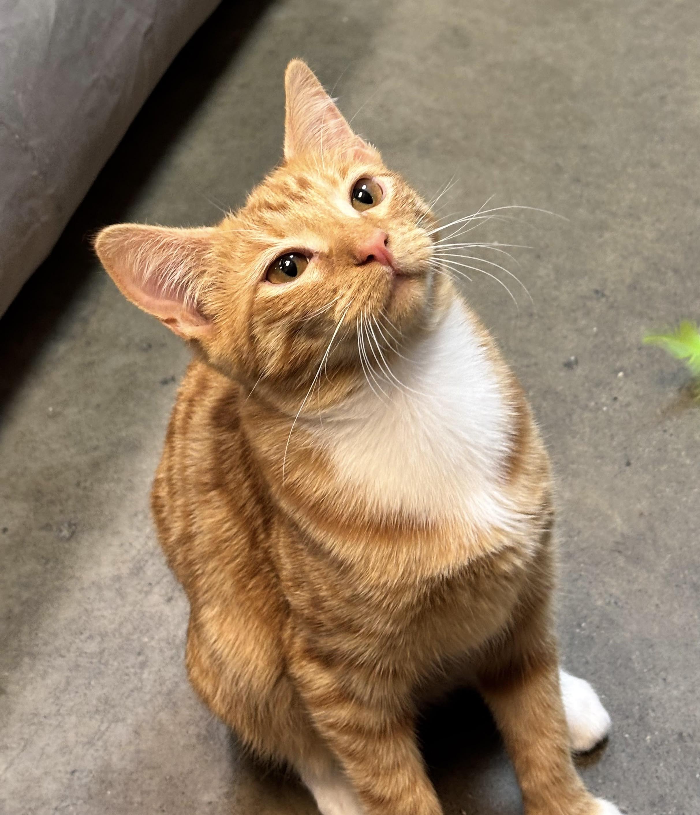Enlarge Peaches, a Adoptable Tabby in Woodinville, WA image 2/6