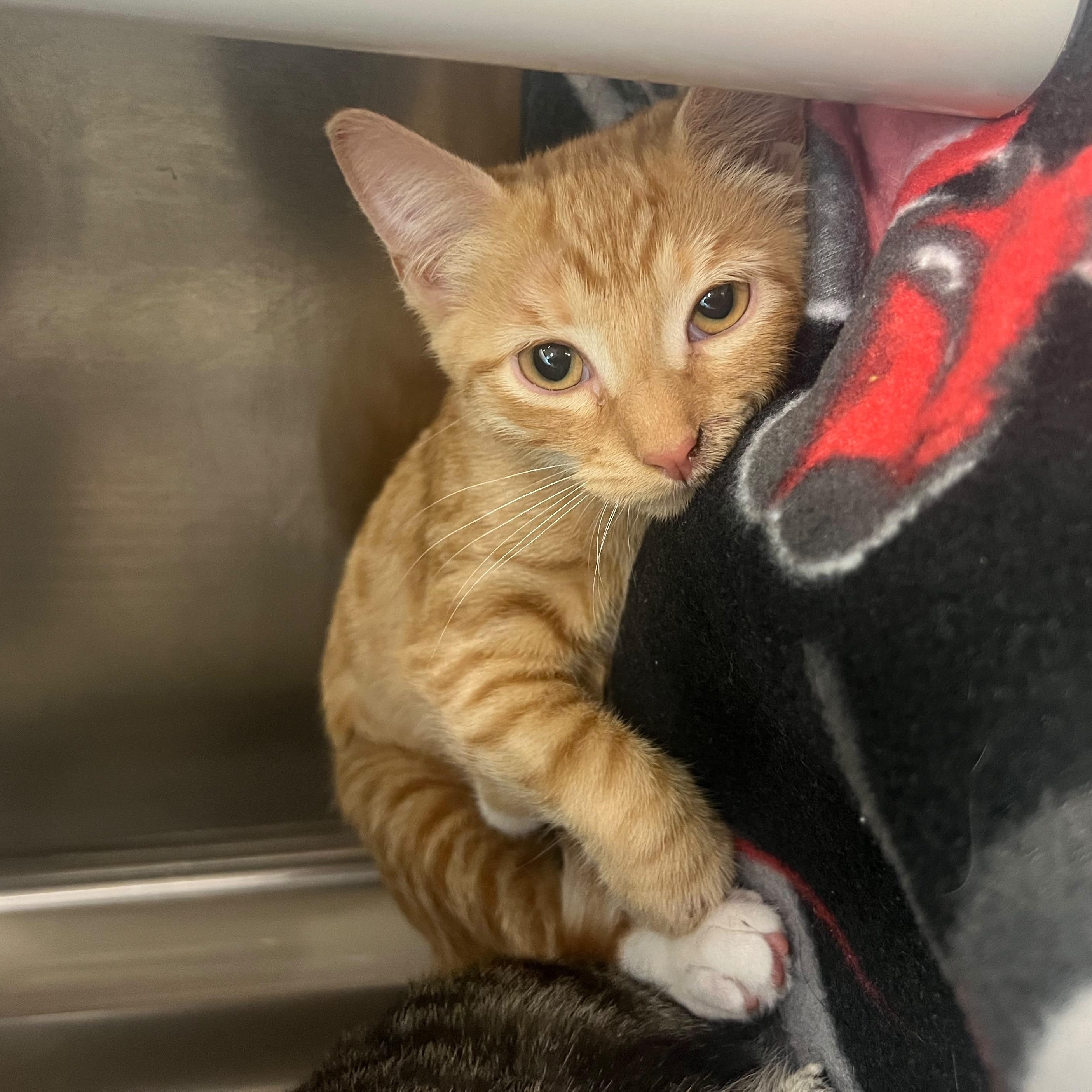 Enlarge Peaches, a Adoptable Tabby in Woodinville, WA image 6/6