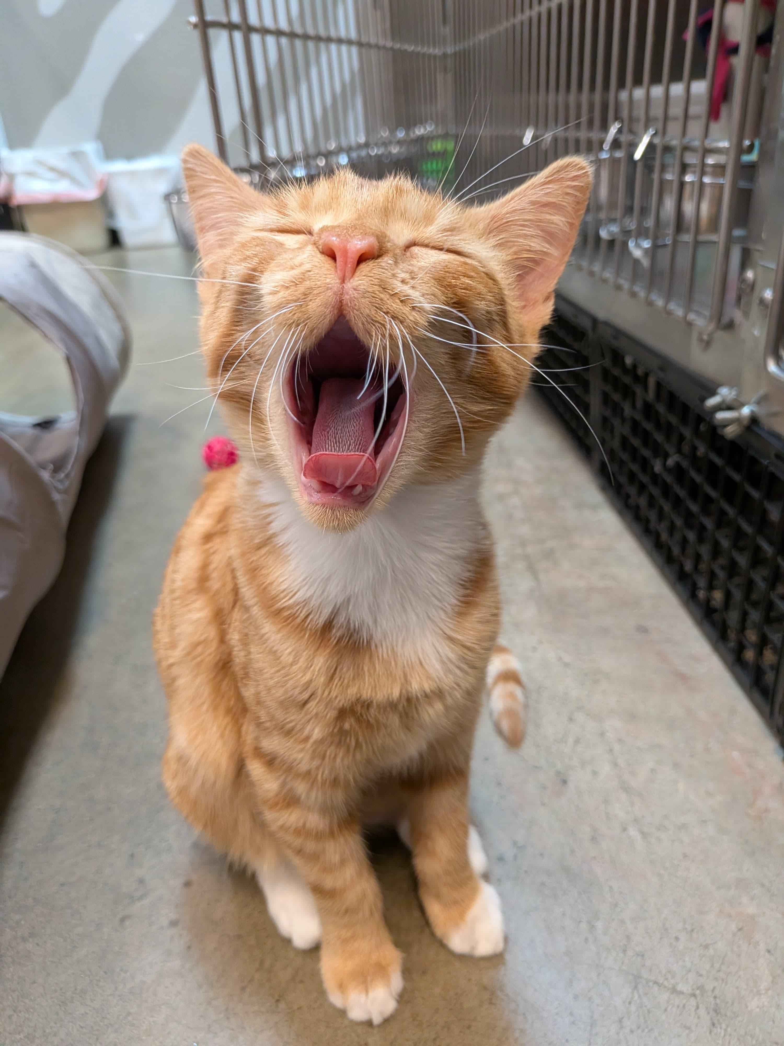 Enlarge Peaches, a Adoptable Tabby in Woodinville, WA image 3/6